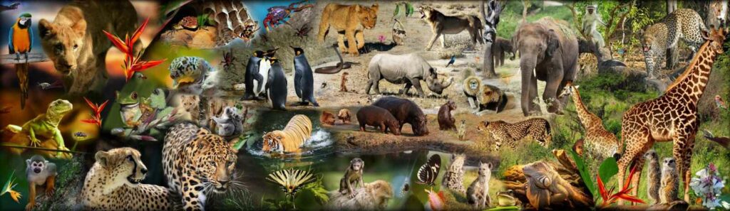 Martin Puzzle - Animal collage